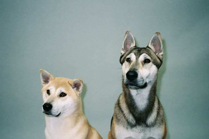 Two dogs sitting side by side against a plain background