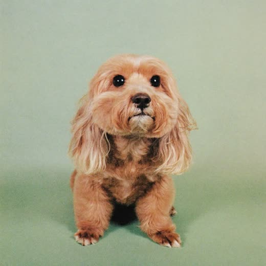 A small groomed dog sitting against a plain pale background