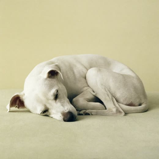 A dog asleep on a soft blanket